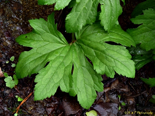 {Trautvetteria caroliniensis}
